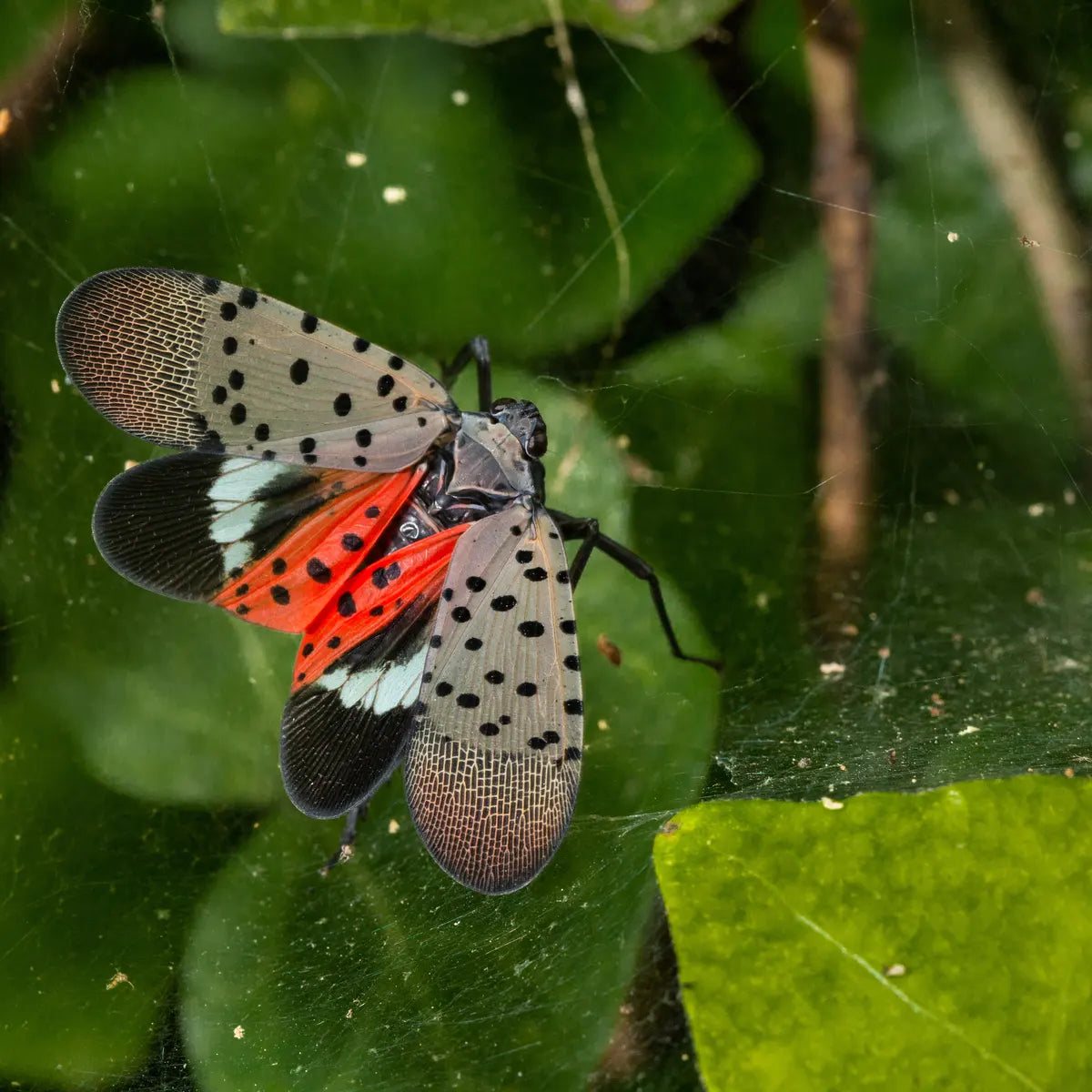 How to Spot and Control Spotted Lantern Flies