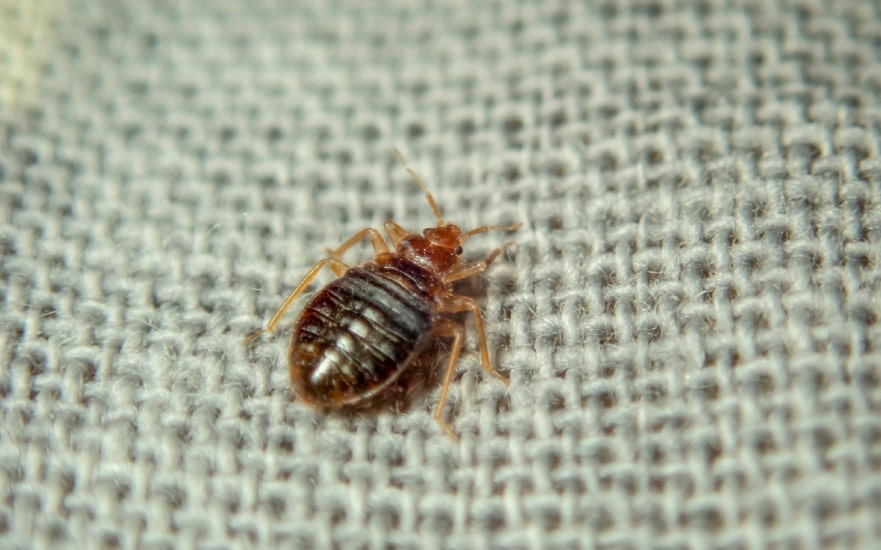 How to Prevent Bed Bugs