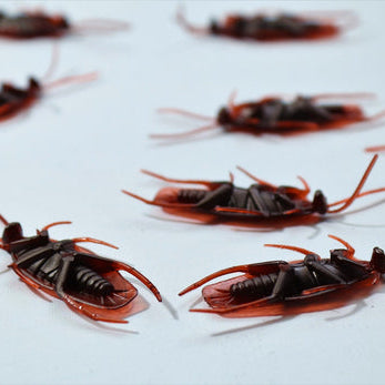 How to Prevent and Get Rid of Roaches Using Four Effective Gel Baits