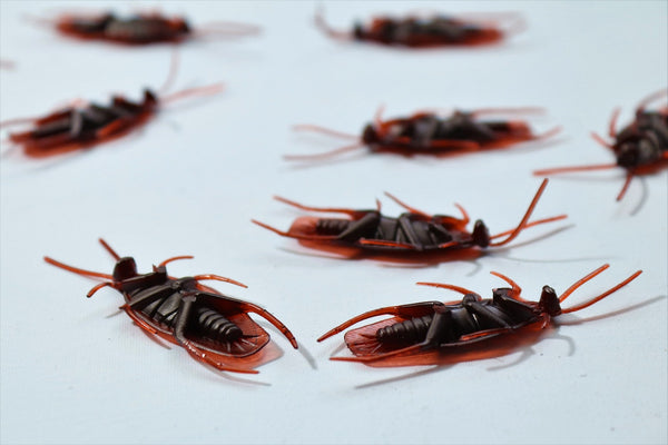 How to Prevent and Get Rid of Roaches Using Four Effective Gel Baits