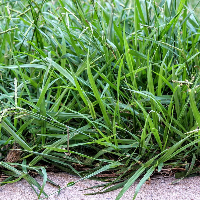 Crabgrass: The Lawn Invader - How to Identify and Eradicate It