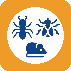 Common Pests