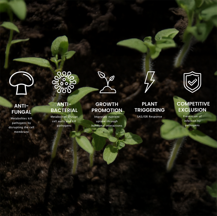 Double Nickel 55 Biofungicide