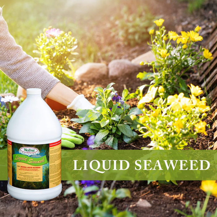 Liquid Seaweed Fertilizer