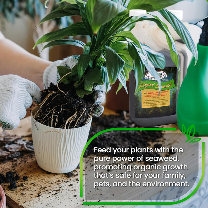Liquid Seaweed Fertilizer