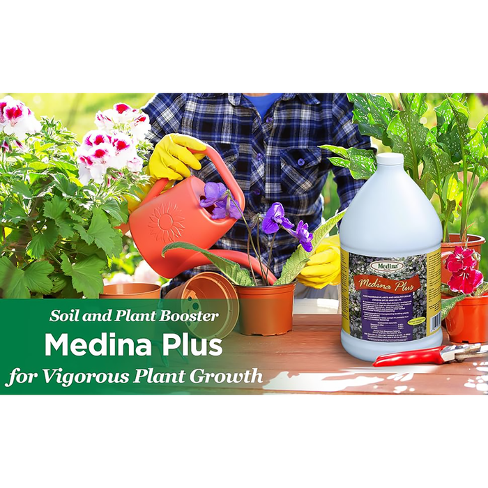 Medina Plus
