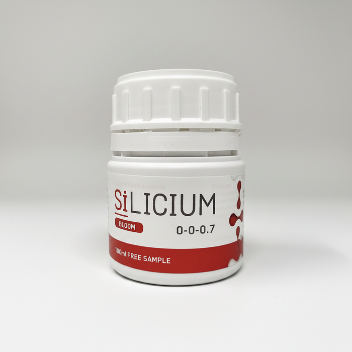 SiLicium Bloom