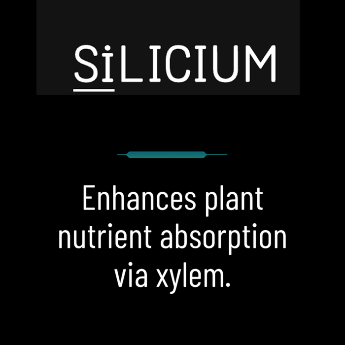 SiLicium Original