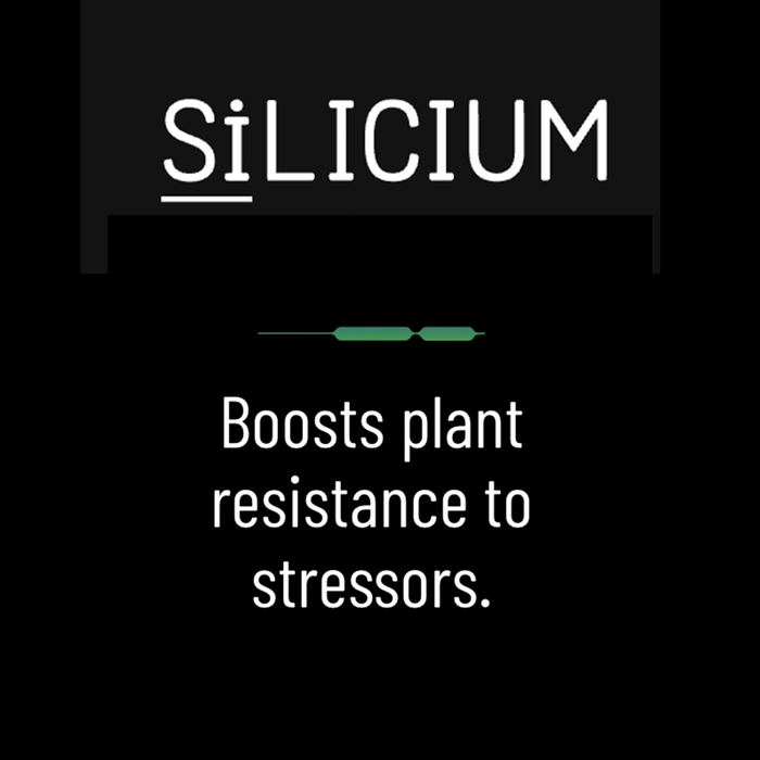 SiLicium Original