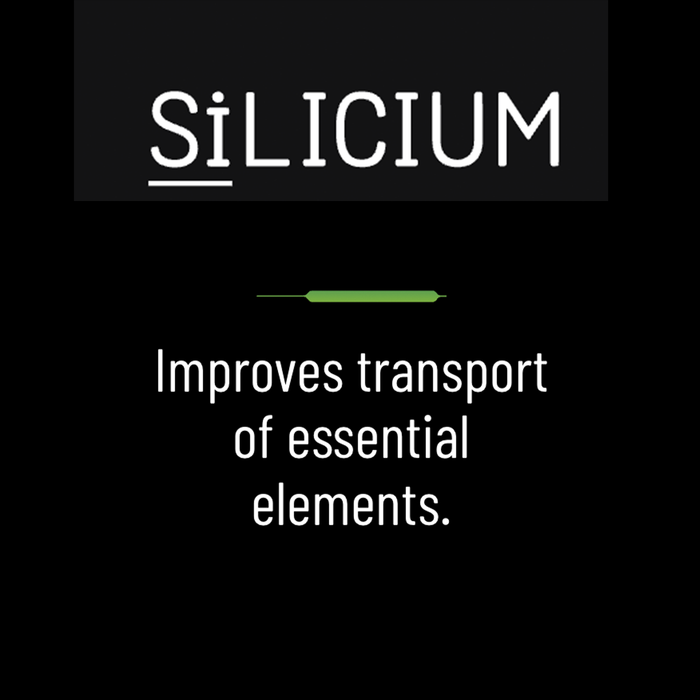 SiLicium Original