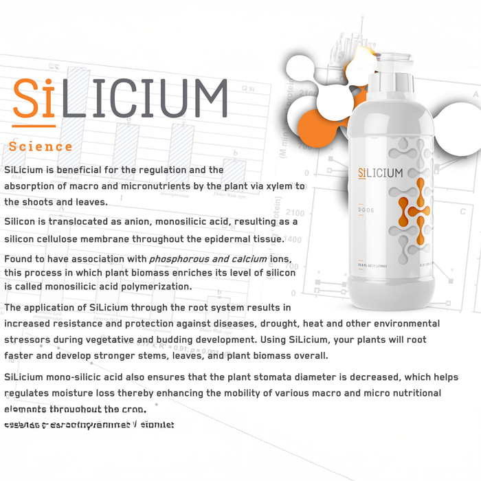 SiLicium Original